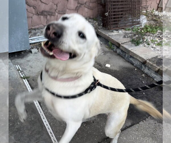 Medium Photo #8 Labrador Retriever-Unknown Mix Puppy For Sale in Sanford, FL, USA