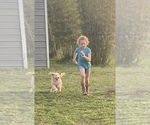 Small #4 Labradoodle