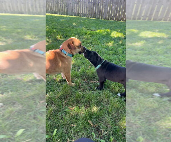 Medium Photo #4 Mutt Puppy For Sale in New London, WI, USA