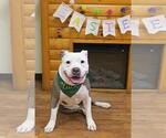 Small #5 American Pit Bull Terrier Mix