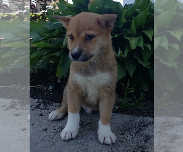 Medium Photo #12 Shiba Inu Puppy For Sale in EDINA, MO, USA