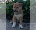 Small Photo #12 Shiba Inu Puppy For Sale in EDINA, MO, USA