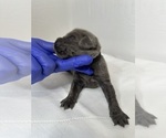 Puppy Mr Black Newfoundland