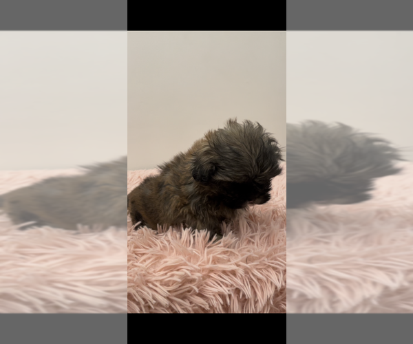 Medium Photo #2 ShihPoo Puppy For Sale in MCKINNEY, TX, USA