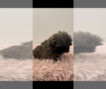 Small Photo #2 ShihPoo Puppy For Sale in MCKINNEY, TX, USA