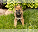 Small Photo #14 Shiba Inu Puppy For Sale in MILLERSBURG, IN, USA