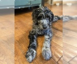 Puppy Ollie Sheepadoodle