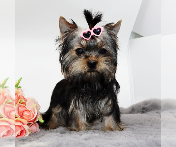Medium Photo #2 Yorkshire Terrier Puppy For Sale in LOS ANGELES, CA, USA