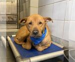 LEONARD - Male Labrador Retriever-Unknown Mix Dog for Adoption - Small photo
