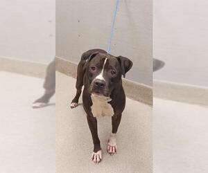 American Pit Bull Terrier-Unknown Mix Dogs for adoption in Las Vegas, NV, USA