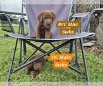 Small Photo #57 Labrador Retriever Puppy For Sale in EDGEWOOD, TX, USA