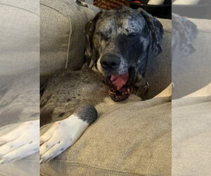 Great Dane Dogs for adoption in Bullard, TX, USA