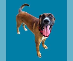 Mutt Dogs for adoption in Bakersfield, CA, USA