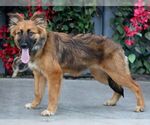 Small #2 German Shepherd Dog
