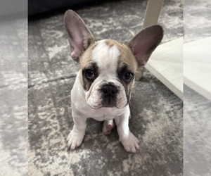 French Bulldog Puppy for sale in NEW LENOX, IL, USA