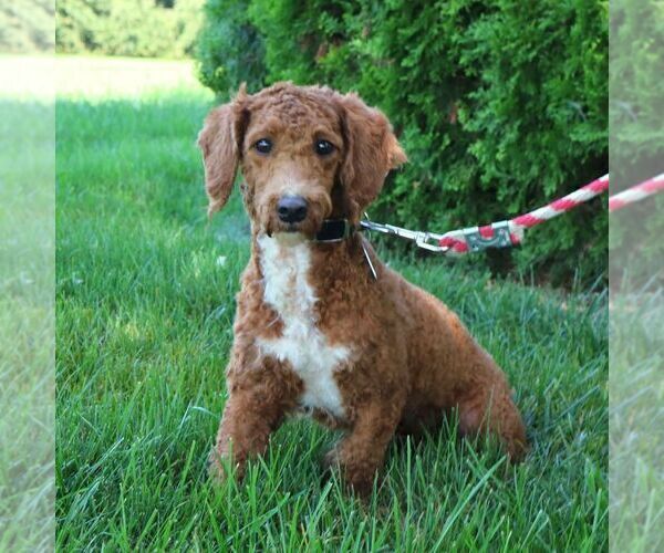 Medium Photo #1 Goldendoodle (Miniature) Puppy For Sale in EPHRATA, PA, USA