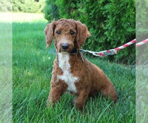 Mother of the Goldendoodle (Miniature) puppies born on 07/02/2026
