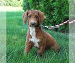 Small Photo #1 Goldendoodle (Miniature) Puppy For Sale in EPHRATA, PA, USA