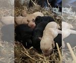 Small #4 Labrador Retriever