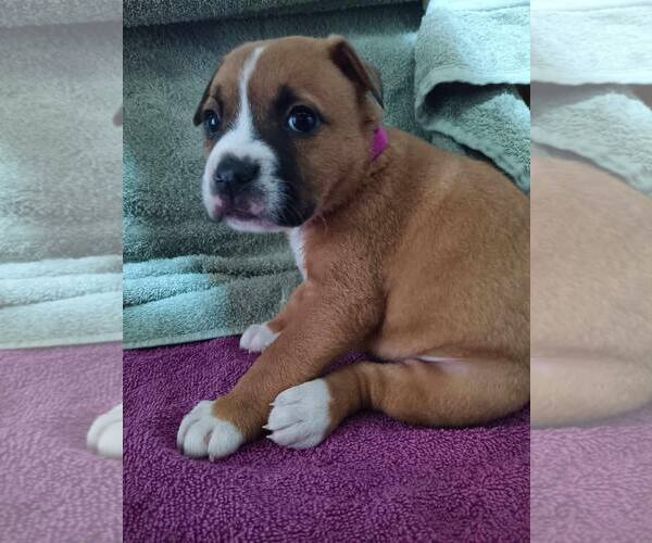 Medium Photo #3 Mutt Puppy For Sale in Poplar Bluff, MO, USA