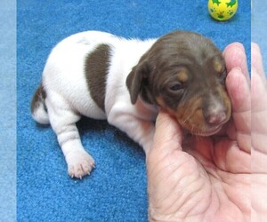 Chiweenie Puppy for sale in RATTAN, OK, USA