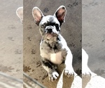 Small Photo #37 French Bulldog Puppy For Sale in BUCKS BAR, CA, USA