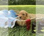 Puppy YELLOW Golden Retriever