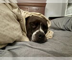 Small #13 Bullboxer Pit