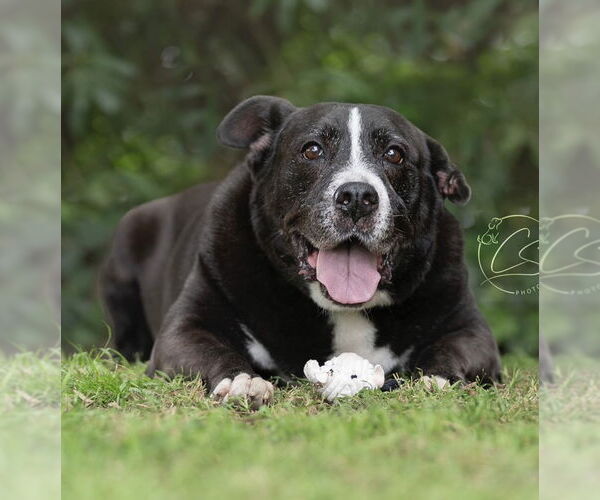 Medium Photo #3 Borador Puppy For Sale in Marina Del Rey, CA, USA