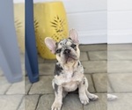 Small #6 French Bulldog