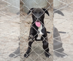 Small #2 Mutt