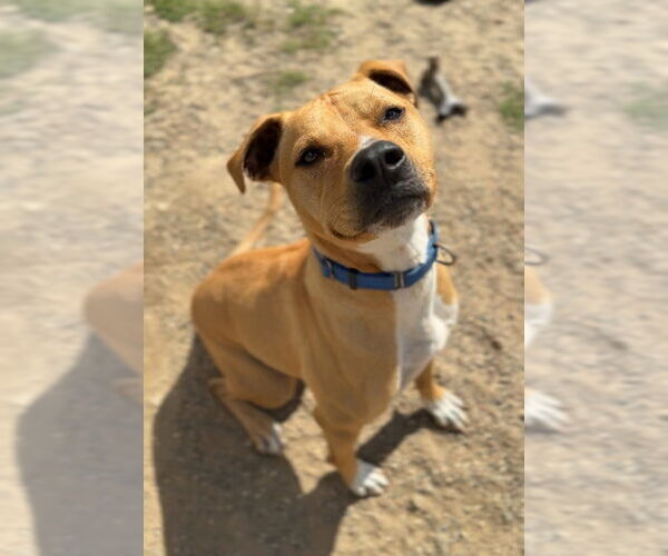 Medium Photo #14 Mutt Puppy For Sale in Bemidji, MN, USA