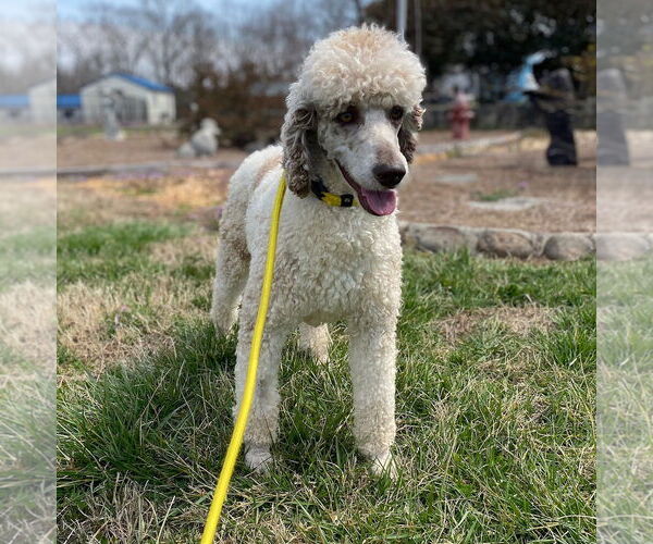 Medium Photo #9 Poodle (Standard) Puppy For Sale in Pacolet, SC, USA