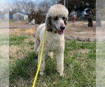 Small #8 Poodle (Standard)