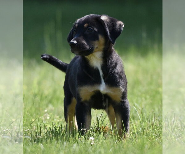 Medium Photo #3 Shepweiller Puppy For Sale in Mechanicsburg, PA, USA