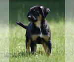 Small #2 Shepweiller
