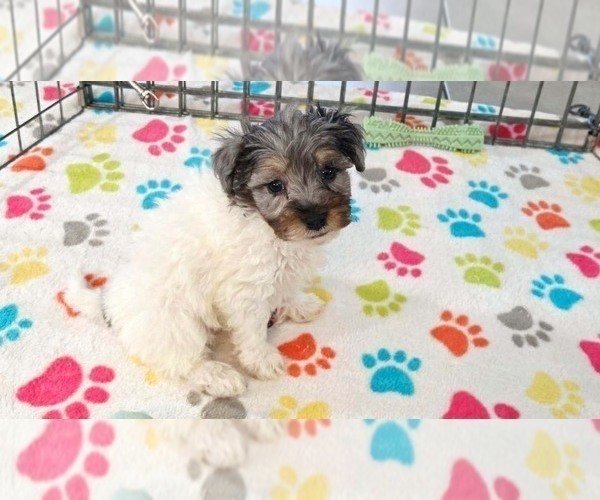 Medium Photo #10 Havapoo Puppy For Sale in ORO VALLEY, AZ, USA