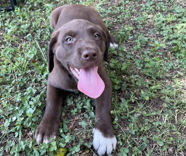 Medium Photo #3 Lab-Pointer Puppy For Sale in PELZER, SC, USA