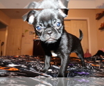 Small Photo #2 Chiranian Puppy For Sale in NEW BEDFORD, MA, USA