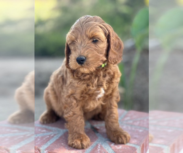 Medium Photo #4 Australian Labradoodle Puppy For Sale in RIVERSIDE, CA, USA