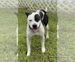 Small Photo #19 American Pit Bull Terrier-Unknown Mix Puppy For Sale in Virginia Beach, VA, USA