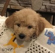 Small Photo #6 Goldendoodle Puppy For Sale in EAST ELLIJAY, GA, USA