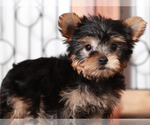 Small #3 Yorkshire Terrier