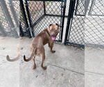 Small #11 Labrador Retriever Mix