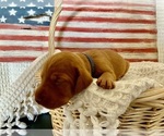 Puppy Mr Dark Blue Vizsla