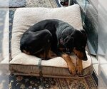 Small Photo #14 Doberman Pinscher-Unknown Mix Puppy For Sale in Lake Forest, CA, USA