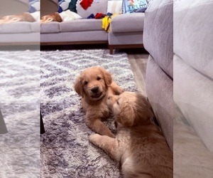 Medium Golden Retriever