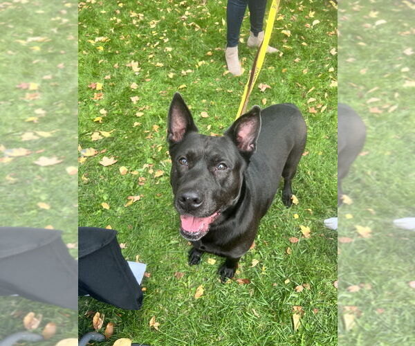 Medium Photo #1 Shepradors Puppy For Sale in Brewster, NY, USA