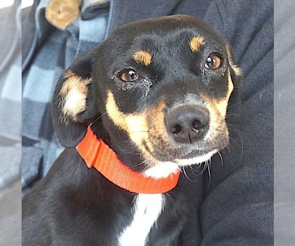 Medium Photo #1 Miniature Pinscher Puppy For Sale in Carrollton, TX, USA