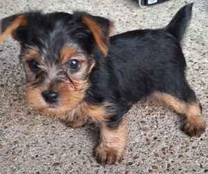 Yorkshire Terrier Puppy for Sale in HOUSTON, Texas USA